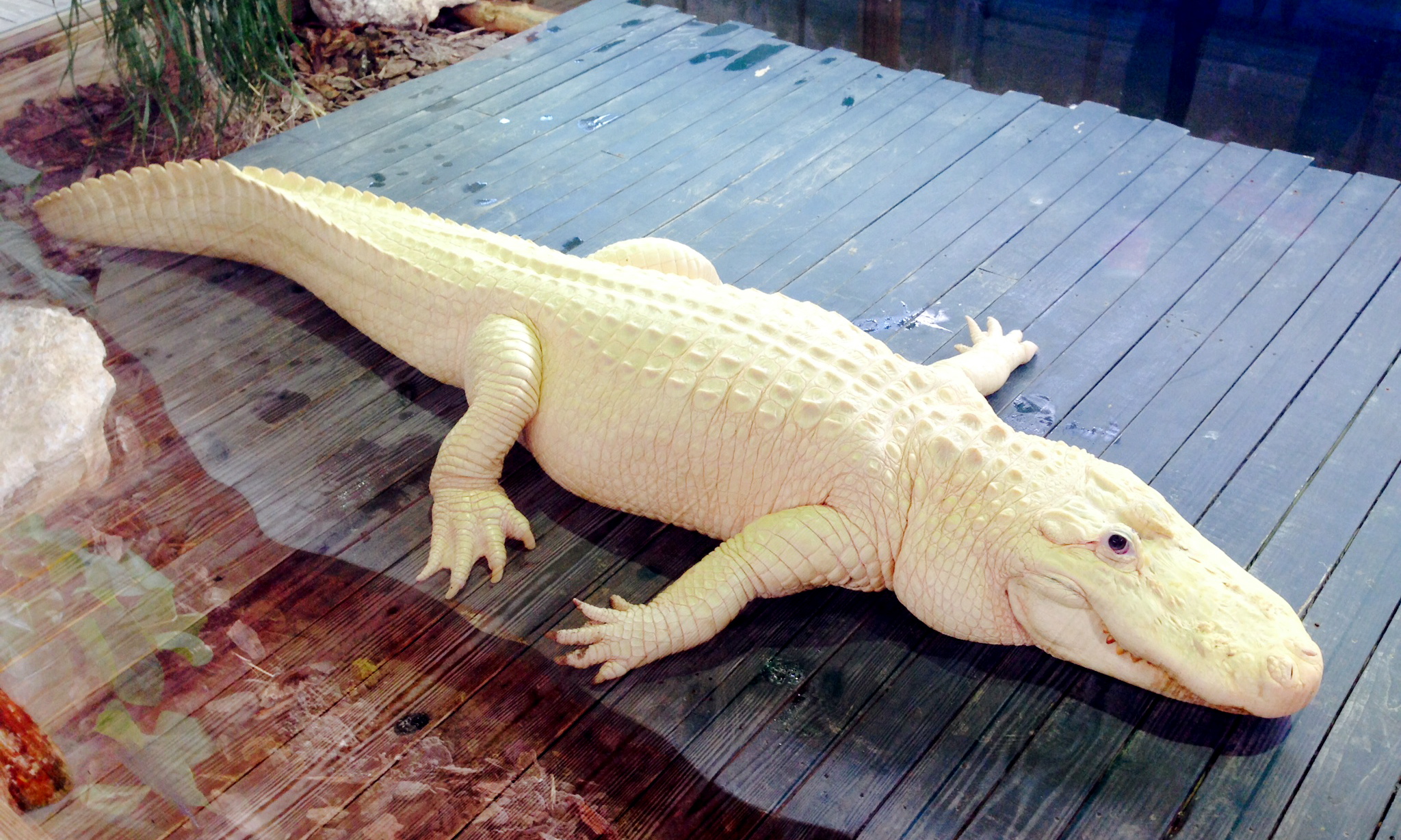 Gatorland today s orlando